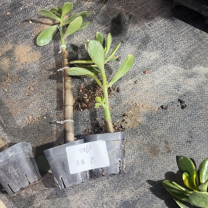 天***鸟当前无花栽培后可以开花15