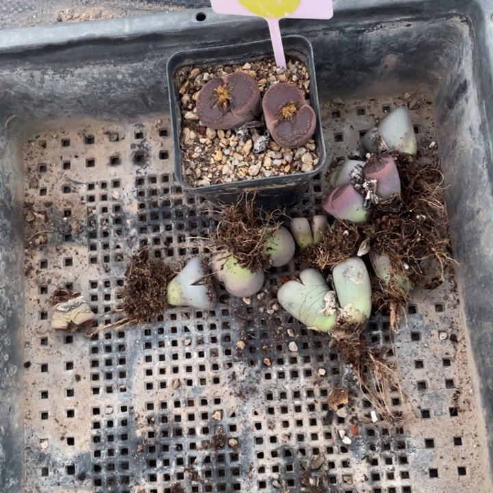 生石花27910000000