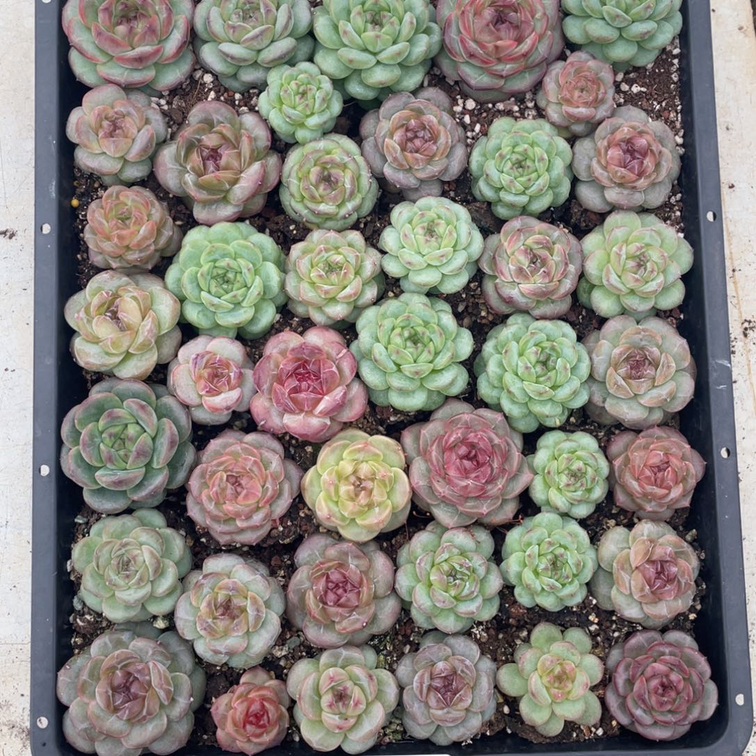 云糖心多肉植物503