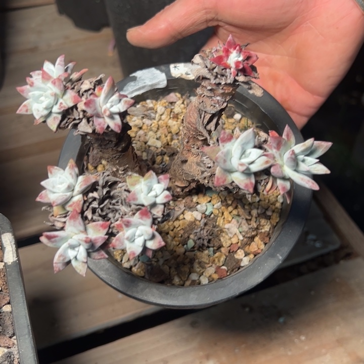 109苹果叶哈哈哈哈哈哈哈