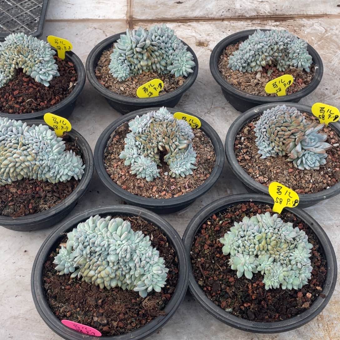 蓝***蓝四个石榴子星影缀化232