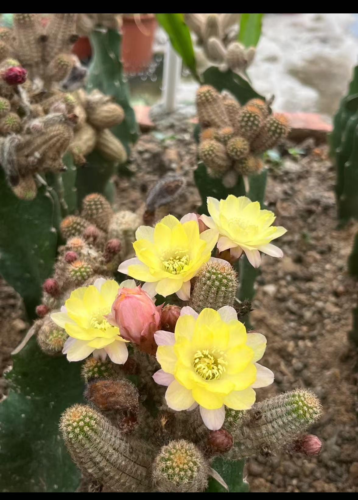 马尔文荣耀     仙人球漳州基地直发 新手好养