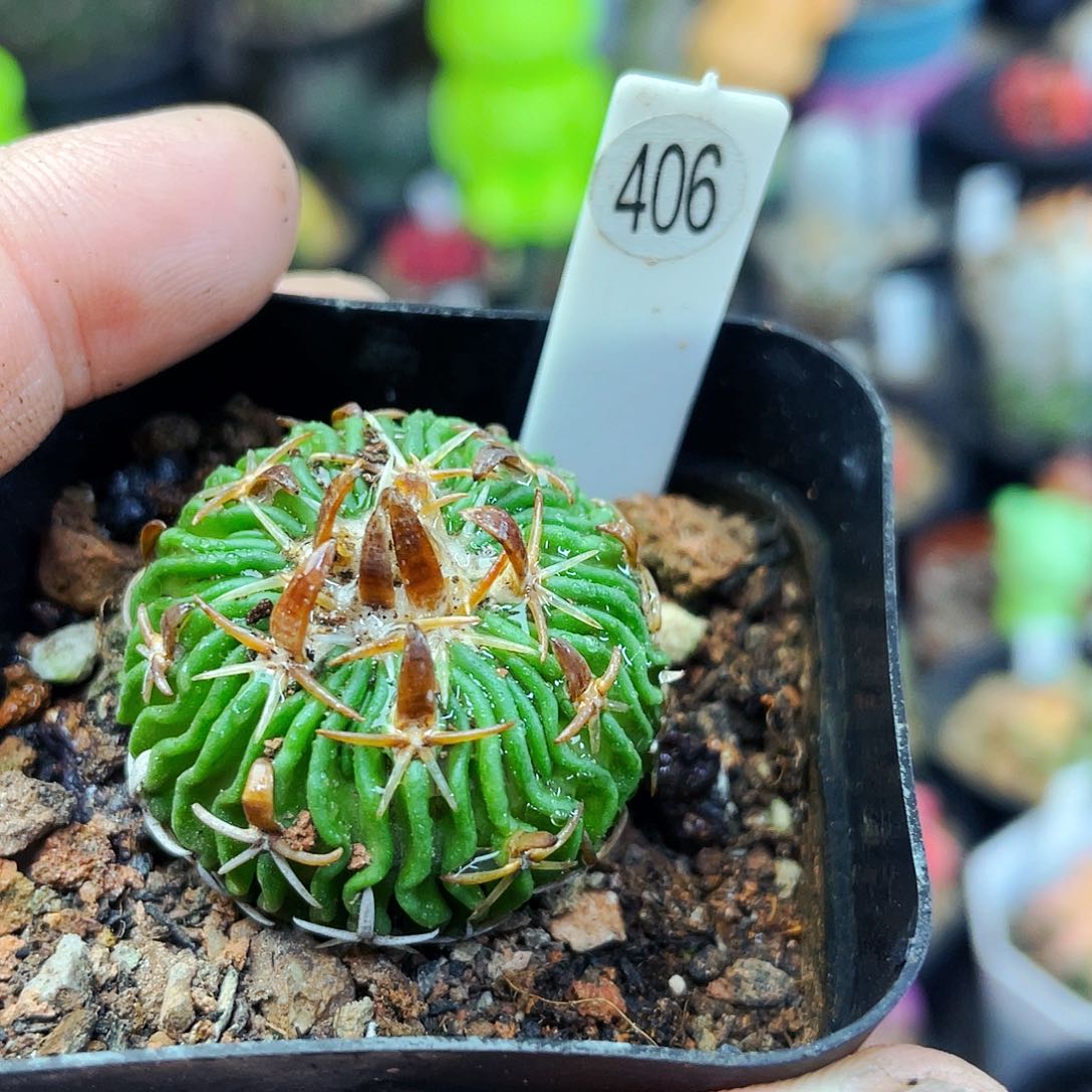 非偏远地区满25包邮仙人球