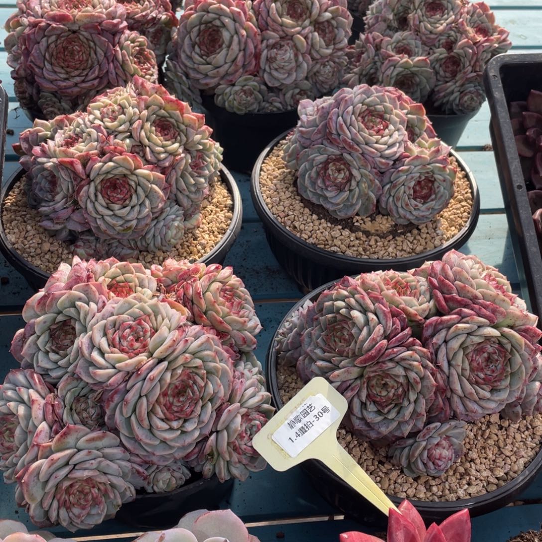 0104-20-母本超大天鹅绒一颗量拍