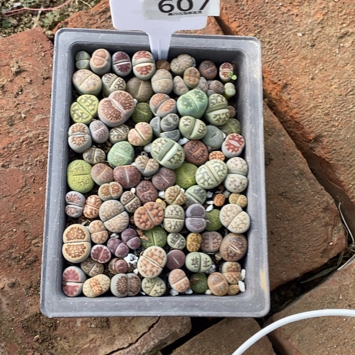 肉***嘟生石花等植物的607