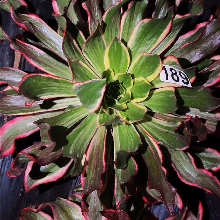 189魅影多肉植物处理不售后