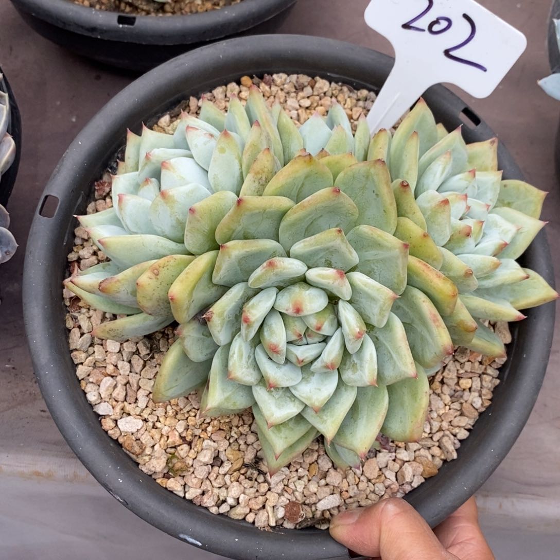 瑾****y夏悦多肉0807-202白拉糖