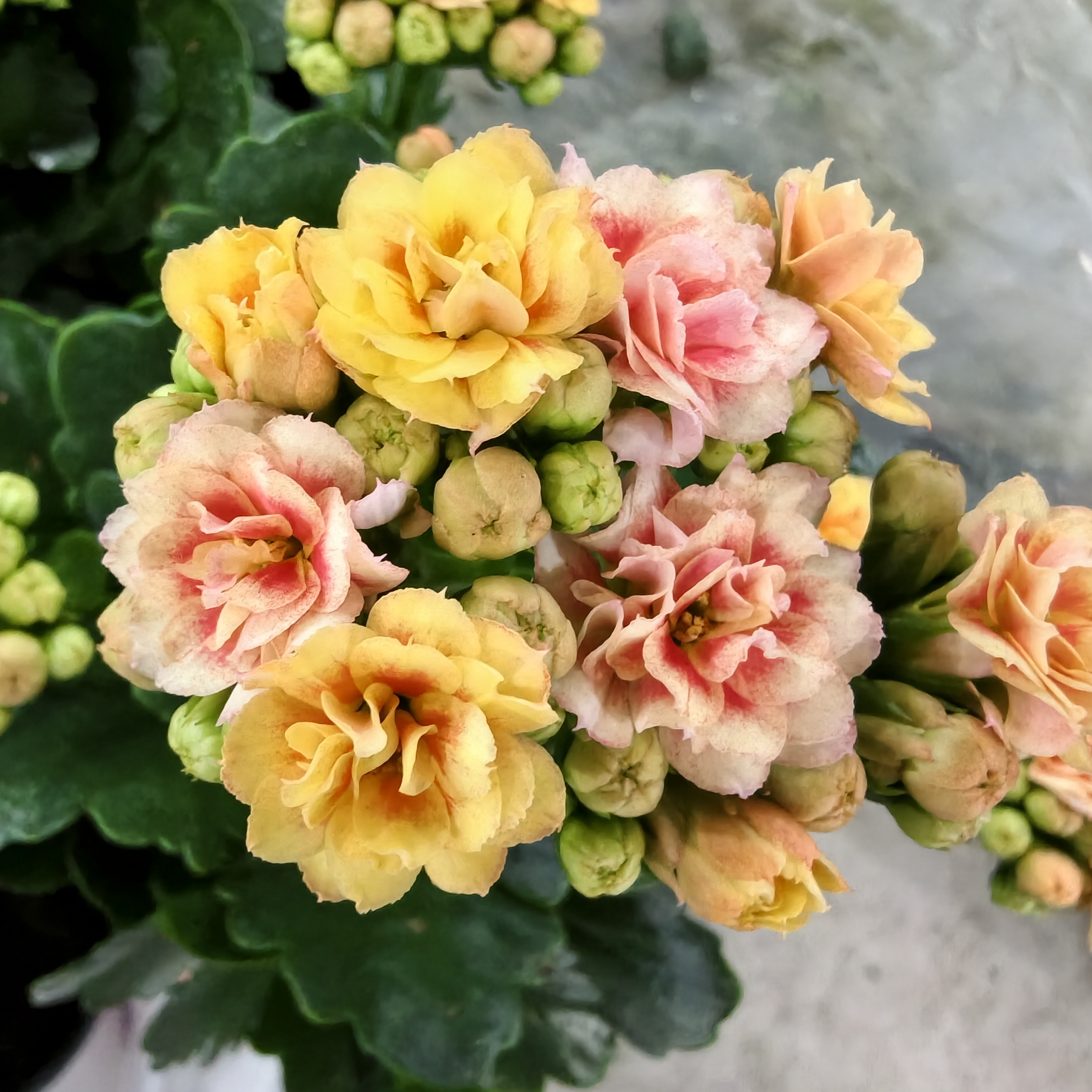 （漫卷流光）新品重瓣大花长寿花带花苞室内绿植花卉（叶子有斑点）