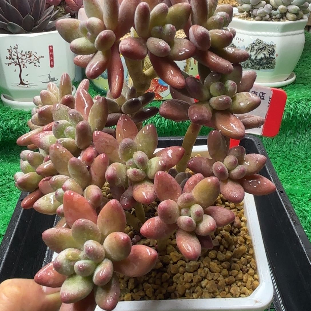 解忧多肉植物编号32