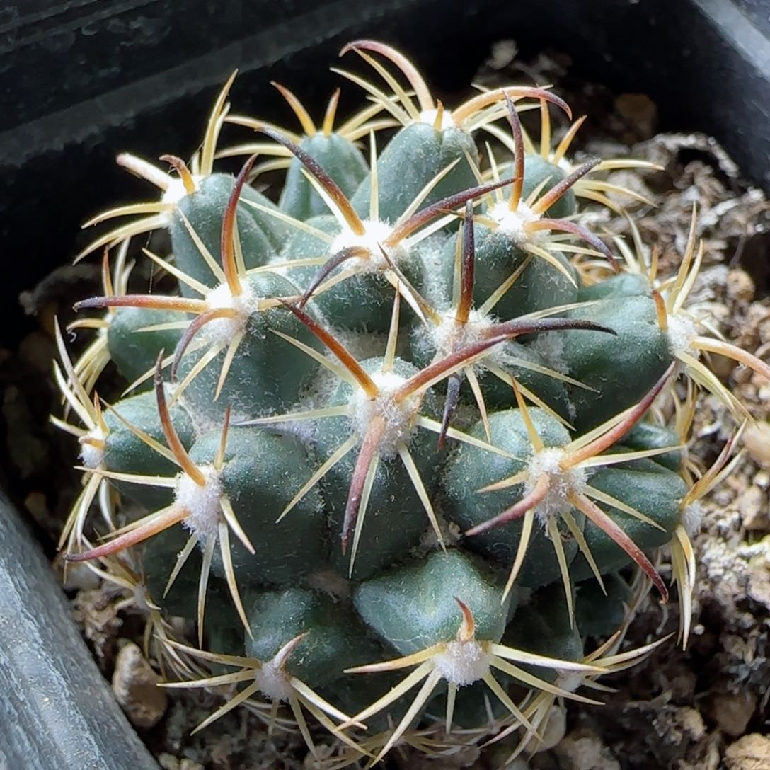 实生钢定多肉3.5厘米