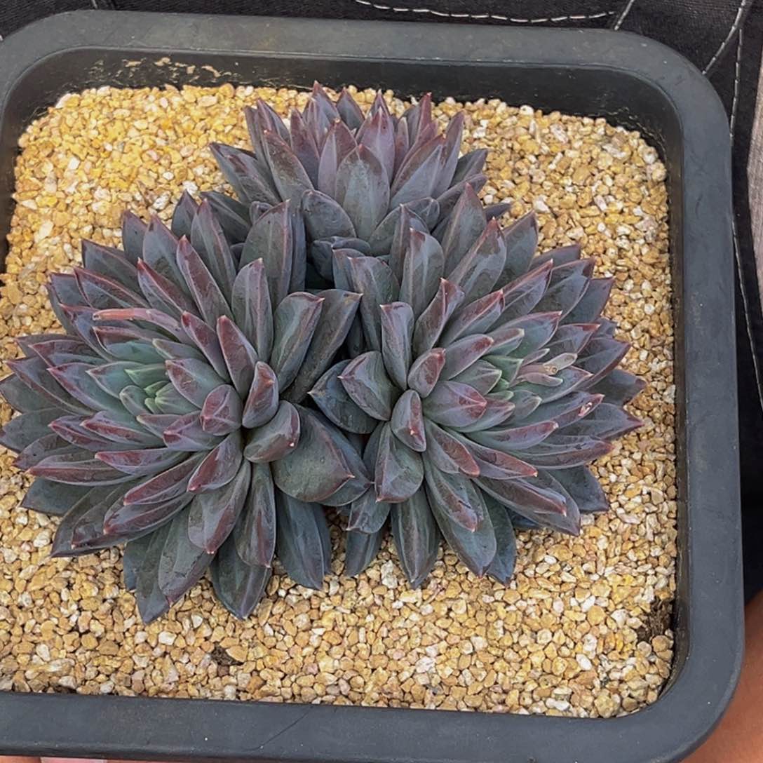 6516号上午多肉植物群生多肉