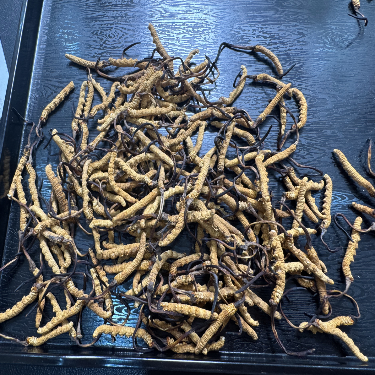 西藏那曲原产地冬虫夏草头期小草