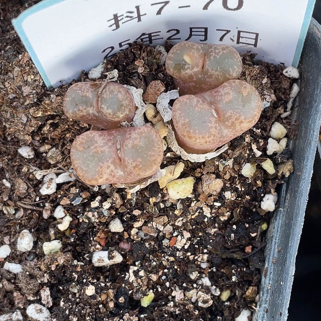 7-70勋章多肉植物