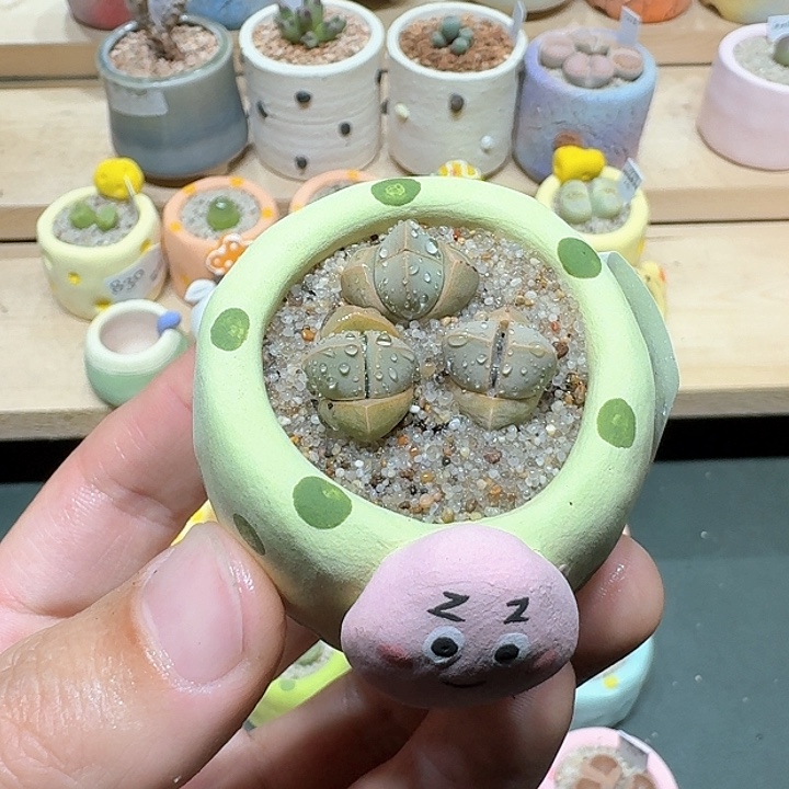 红陶蘑菇373魔玉