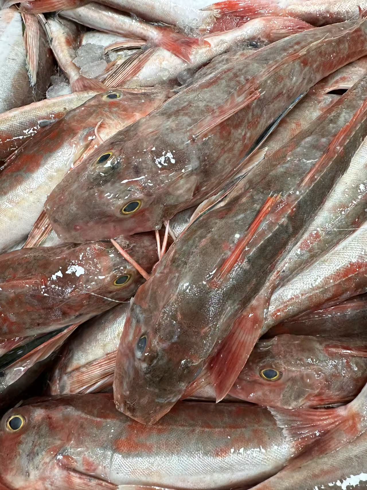 汕尾本港新鲜红角鱼大红头鱼