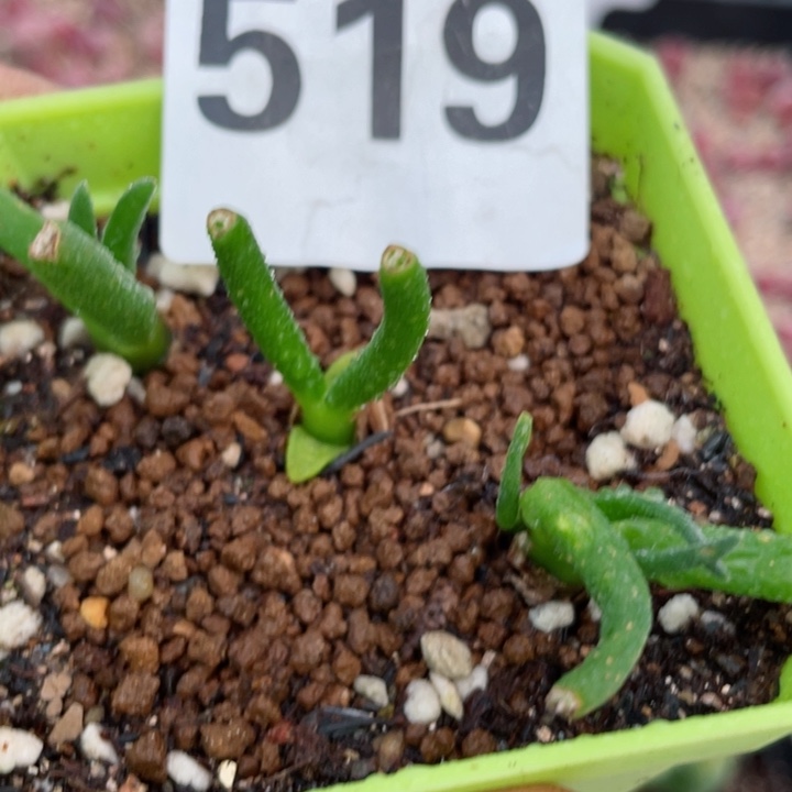 519碧光环小兔子带盆