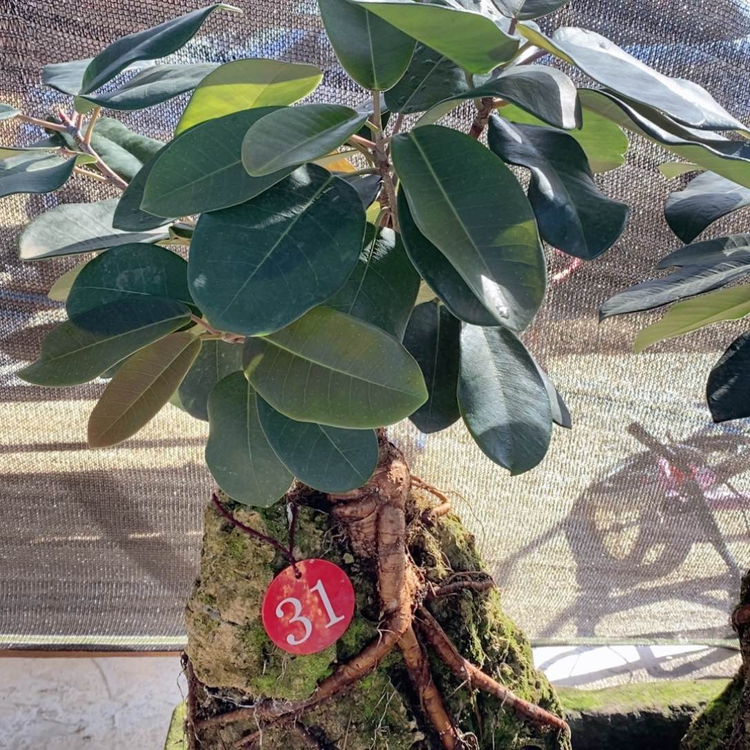 无花朵大叶榕吸水石