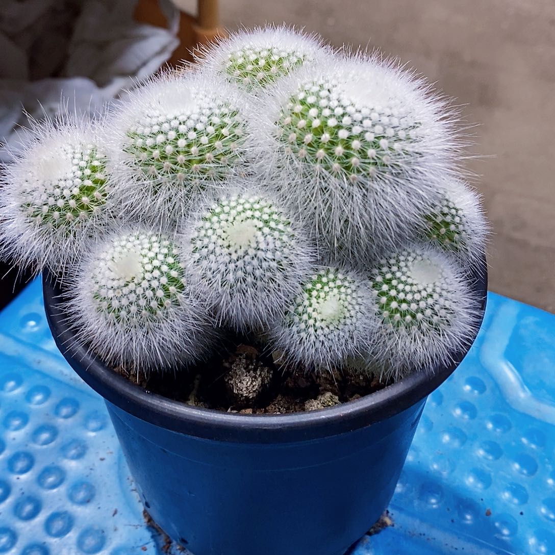 白小丁1111111111个