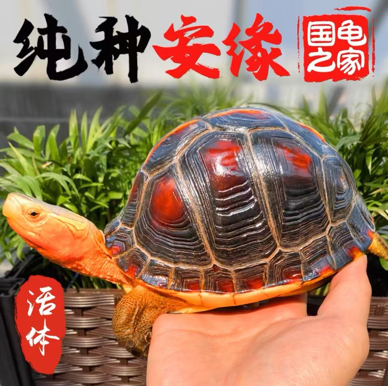黄缘龟安缘龟半水龟观赏龟宠物龟黄缘闭壳龟