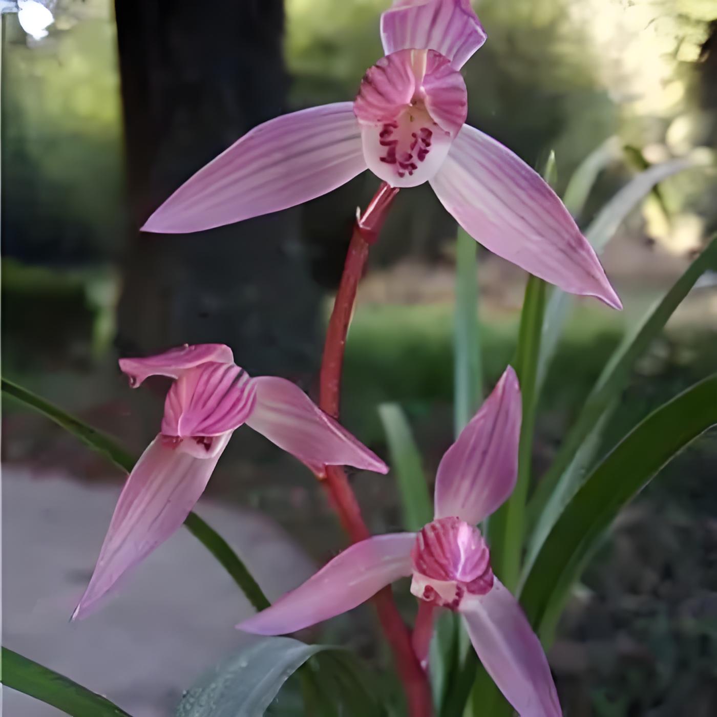 建兰女儿红兰花好养易活 