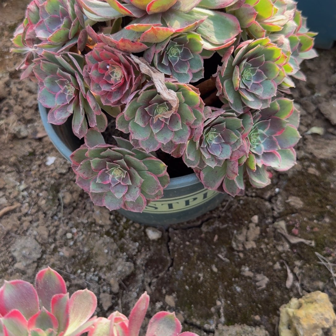 用***9514粉花妖。多肉植物