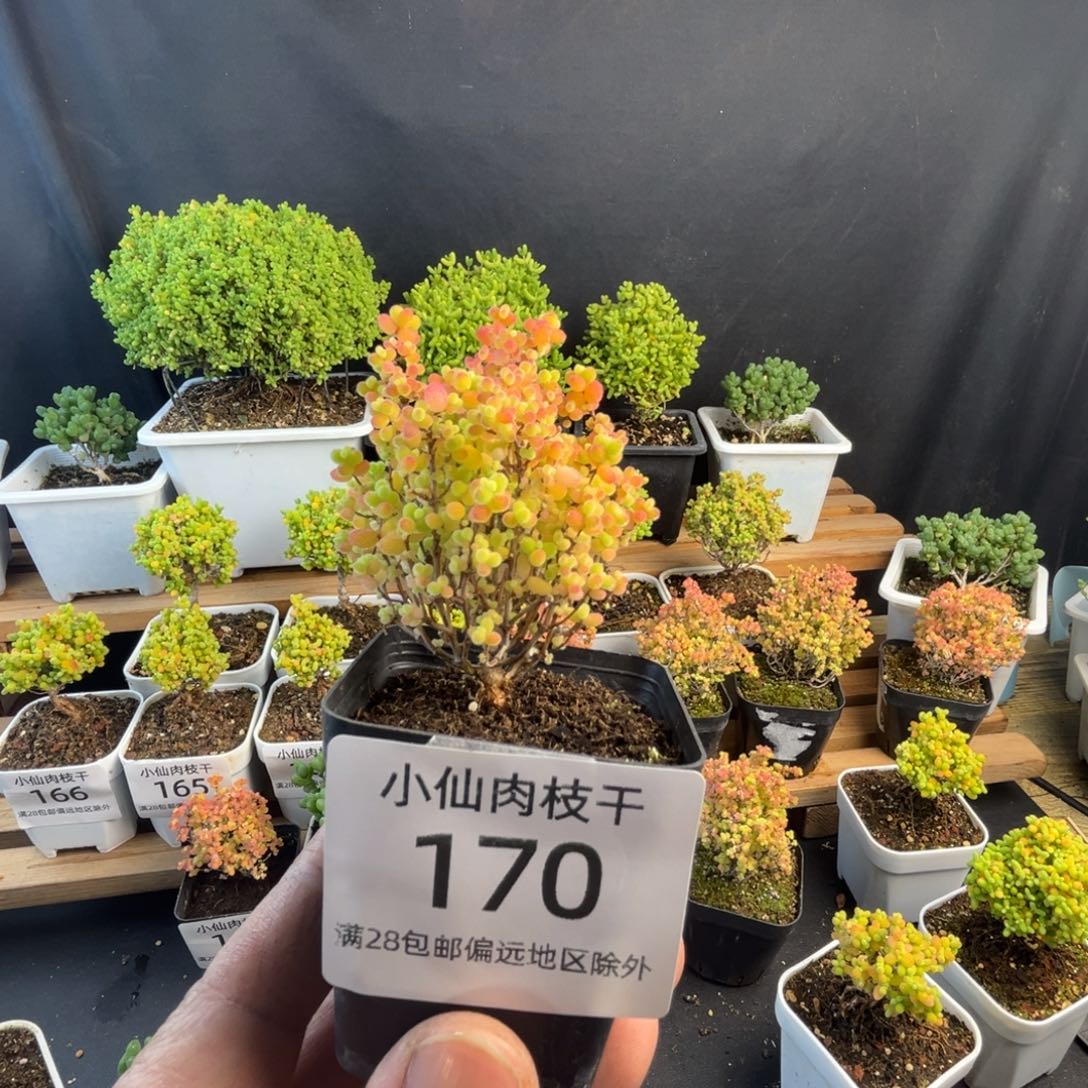 170枝干番杏彩蜜橘