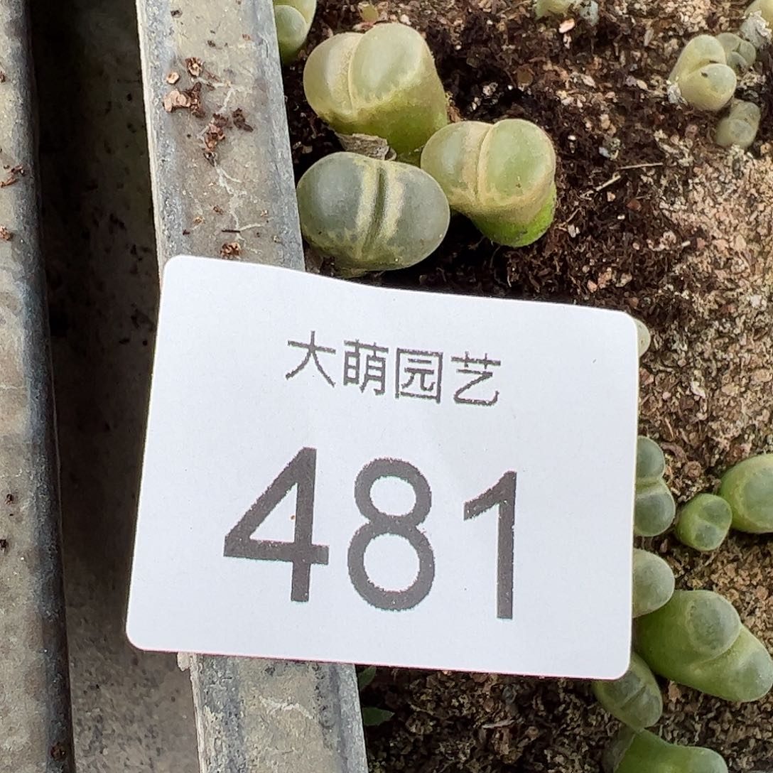 6***i一物一拍MG1802.1黑眼豆豆。  481