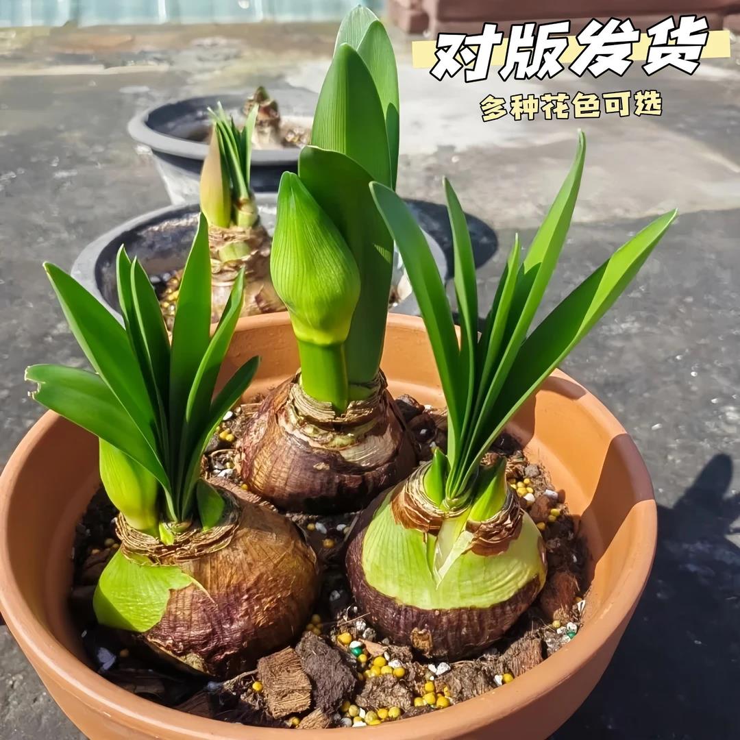 荷兰进口重瓣朱顶红种球大花浓香型好养活室内外盆栽四季开花绿植