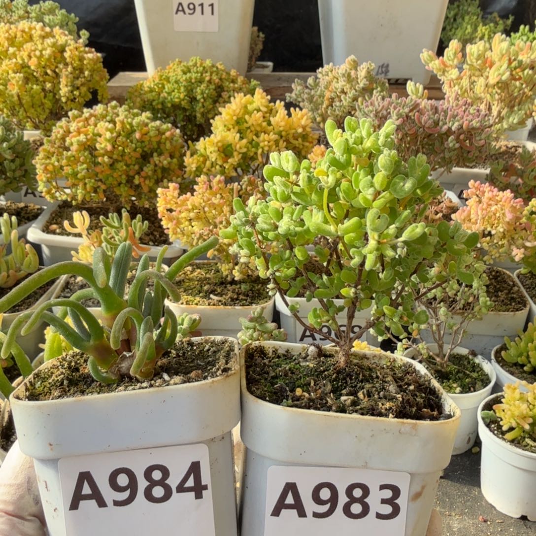 S***sA983月曲984小兔子