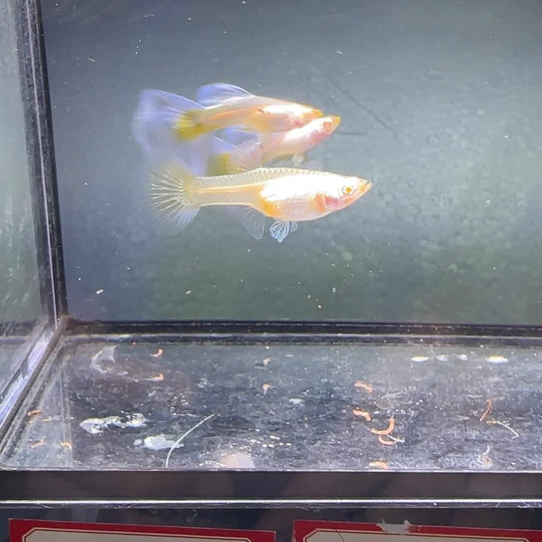 孔雀鱼漂亮的鱼两对