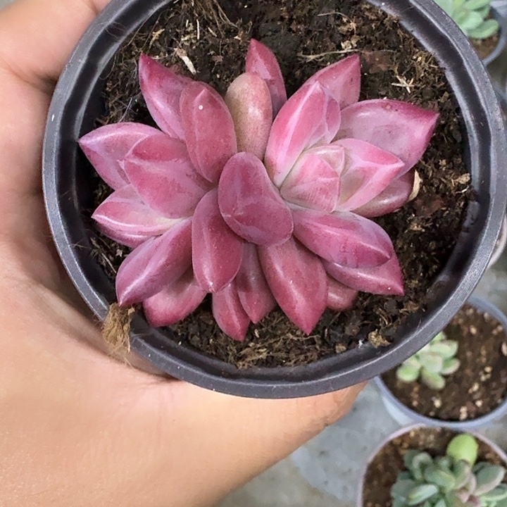 赫菲斯托 双头 一物一拍