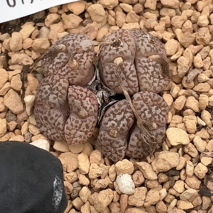 桃喜花园0131-114勋章