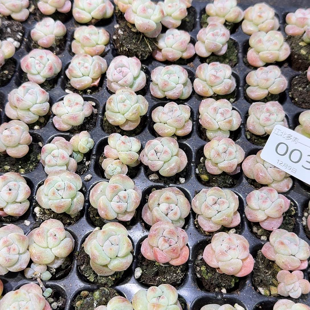 03号到手8颗，圆胖冰玉