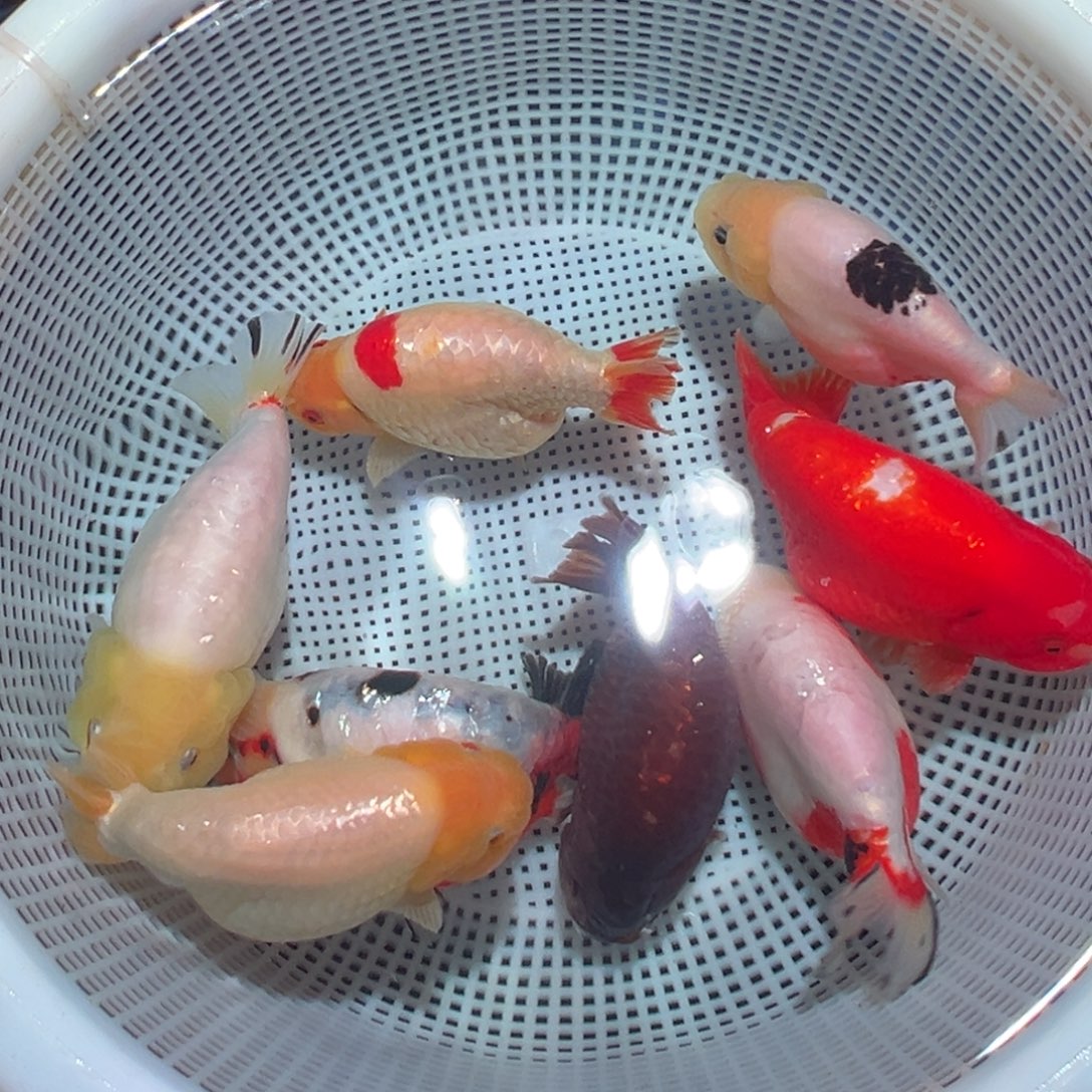 厂***∧海水鱼潘氏金鱼兰寿金鱼