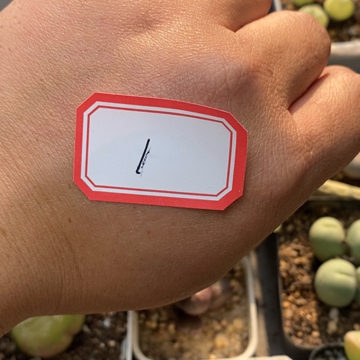 ****莉5999999999999089999