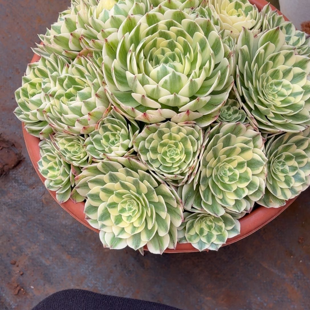 宜***店云南多肉植物伊丽莎白