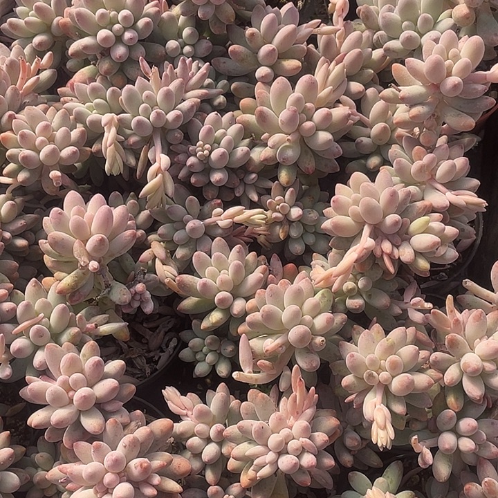 婴儿手指量拍11111