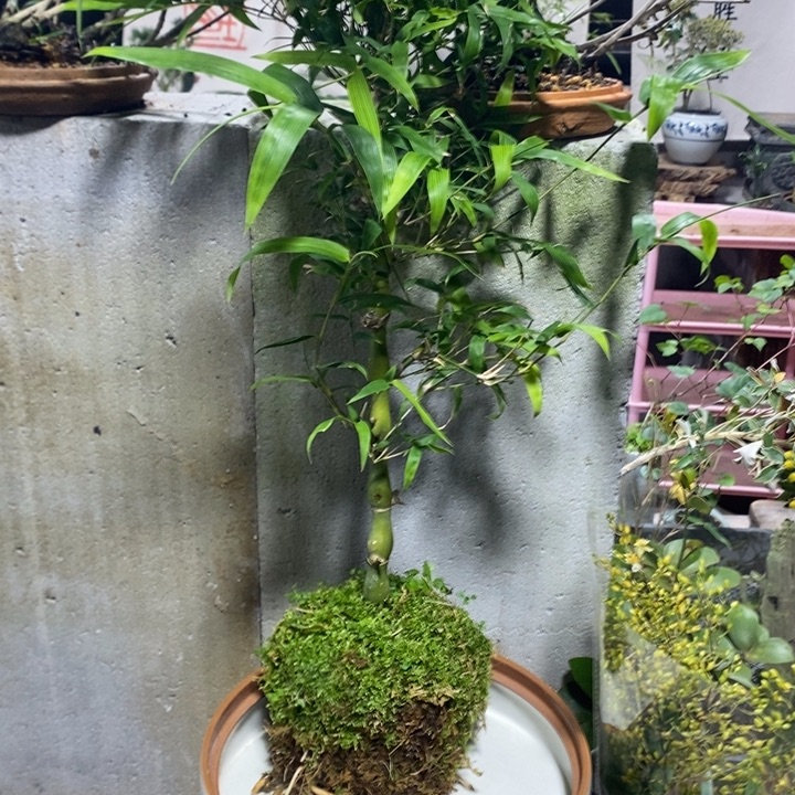 S***o以实际为准盆景绿植盆栽3带白托盘
