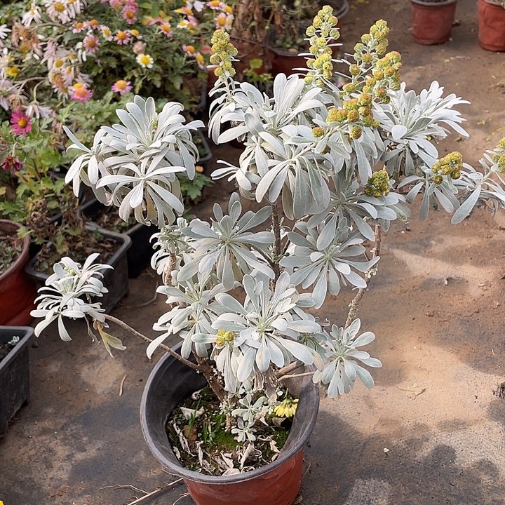 一***我38菊花菊花菊花菊花菊花