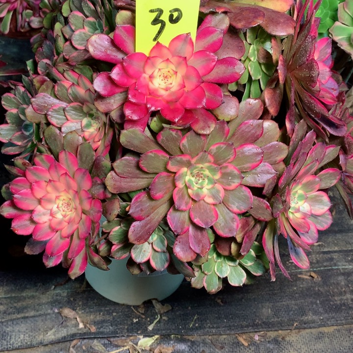 30烟花多肉111111