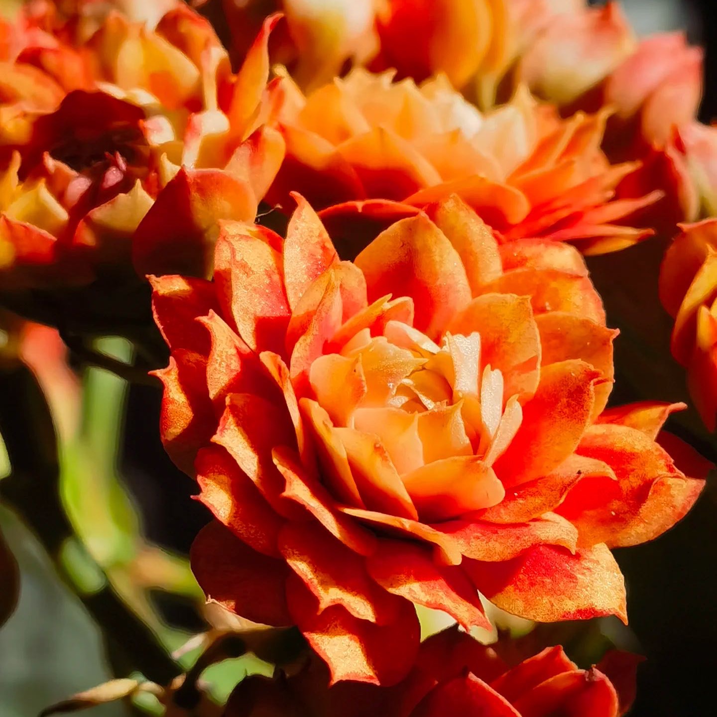 （盛宴）120盆 长寿稀有大花品种