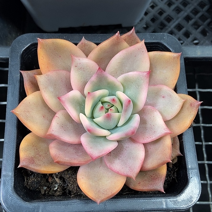 卡梅拉锦多肉植物