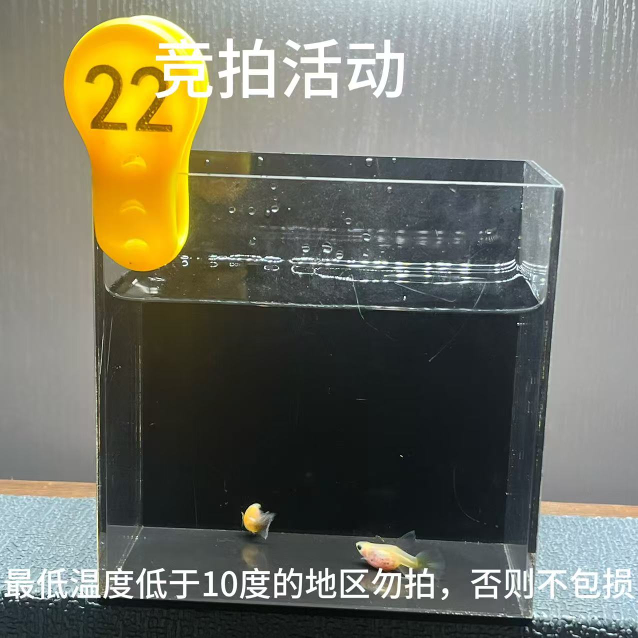 黄肉蓝礼服大C一对编号22