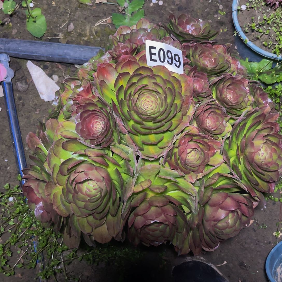 抹茶法师15/-10包邮法师