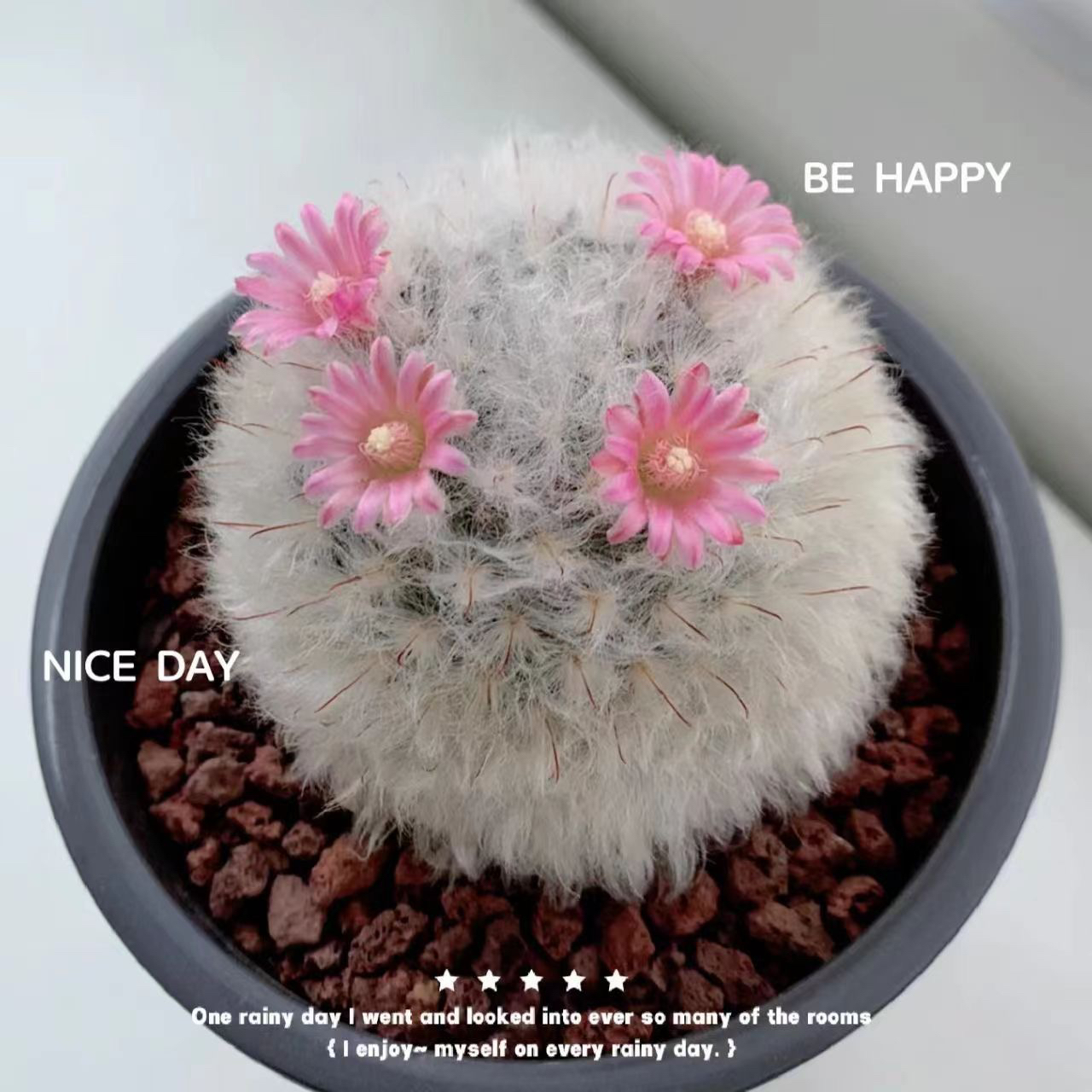 白云高砂白星仙人球多肉植物软毛茸茸不扎手萌肉肉阳光耐热可爱