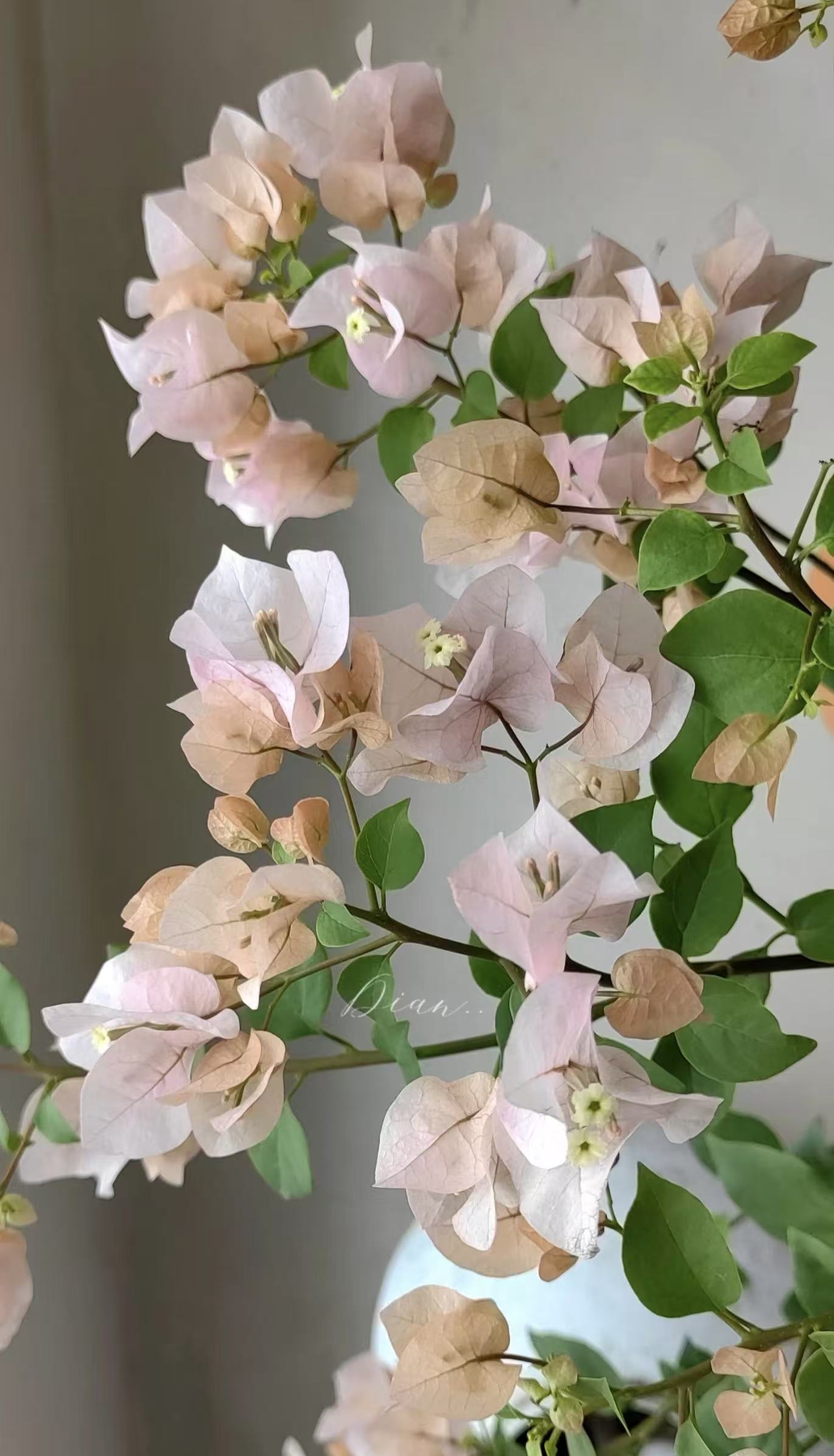 阿达的喜悦三角梅爬藤植物带花卉盆栽四季开花可种于庭院阳台