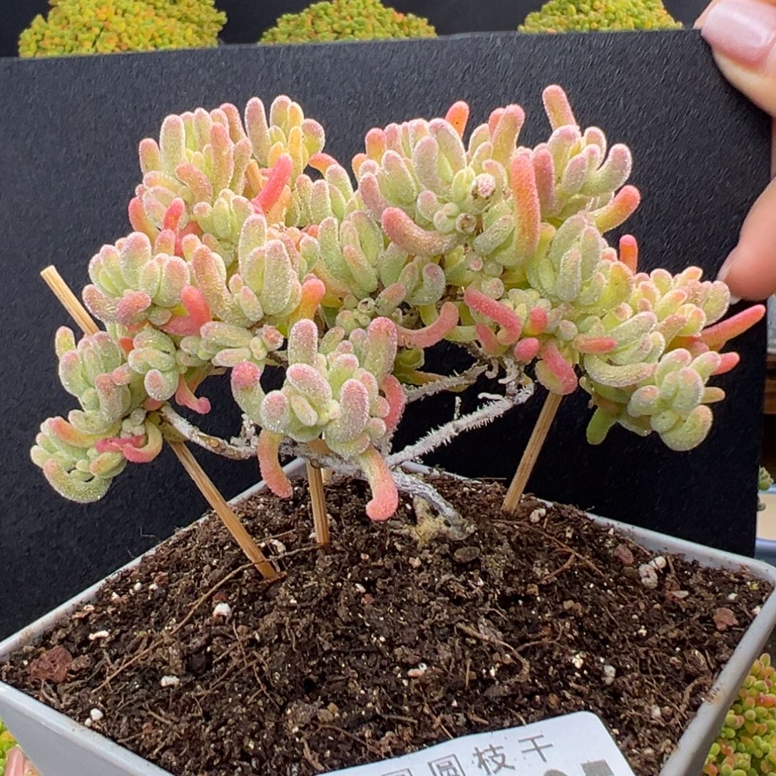 捡漏dy5545精控老桩橙叶锦冠幅9cm