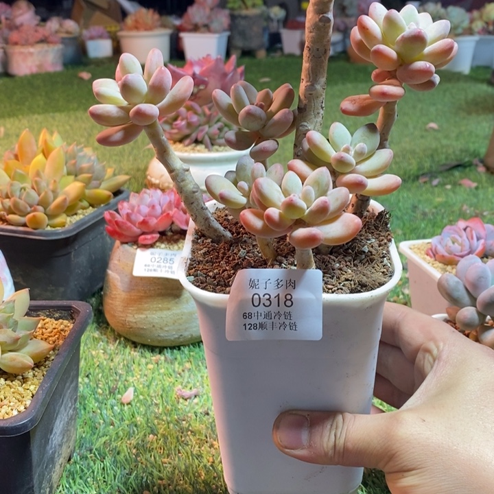 啊***神0318啊啊啊啊啊啊啊啊