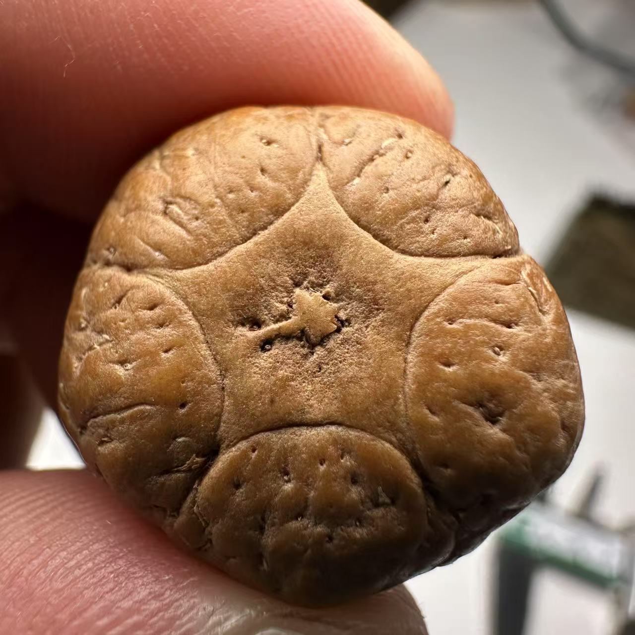 尼泊尔五星菩提，尺寸23，sss系列，货号146