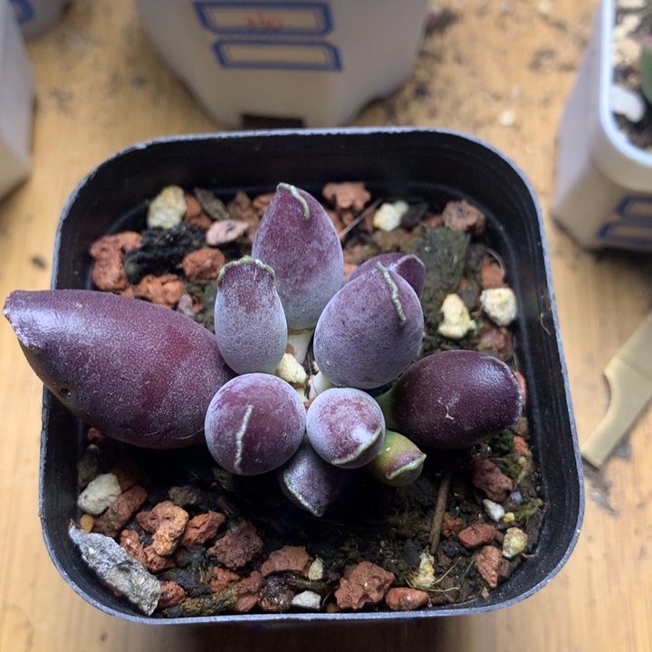 014 艺技海豹多肉植物